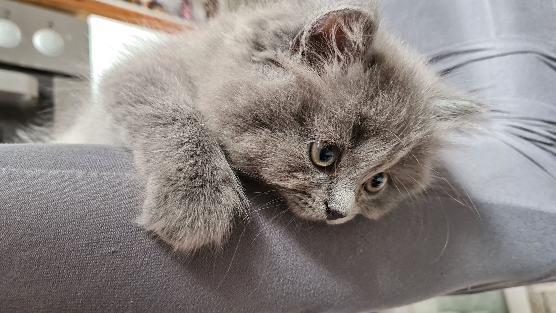 süße BRITISCH LANGHAAR Schnuten