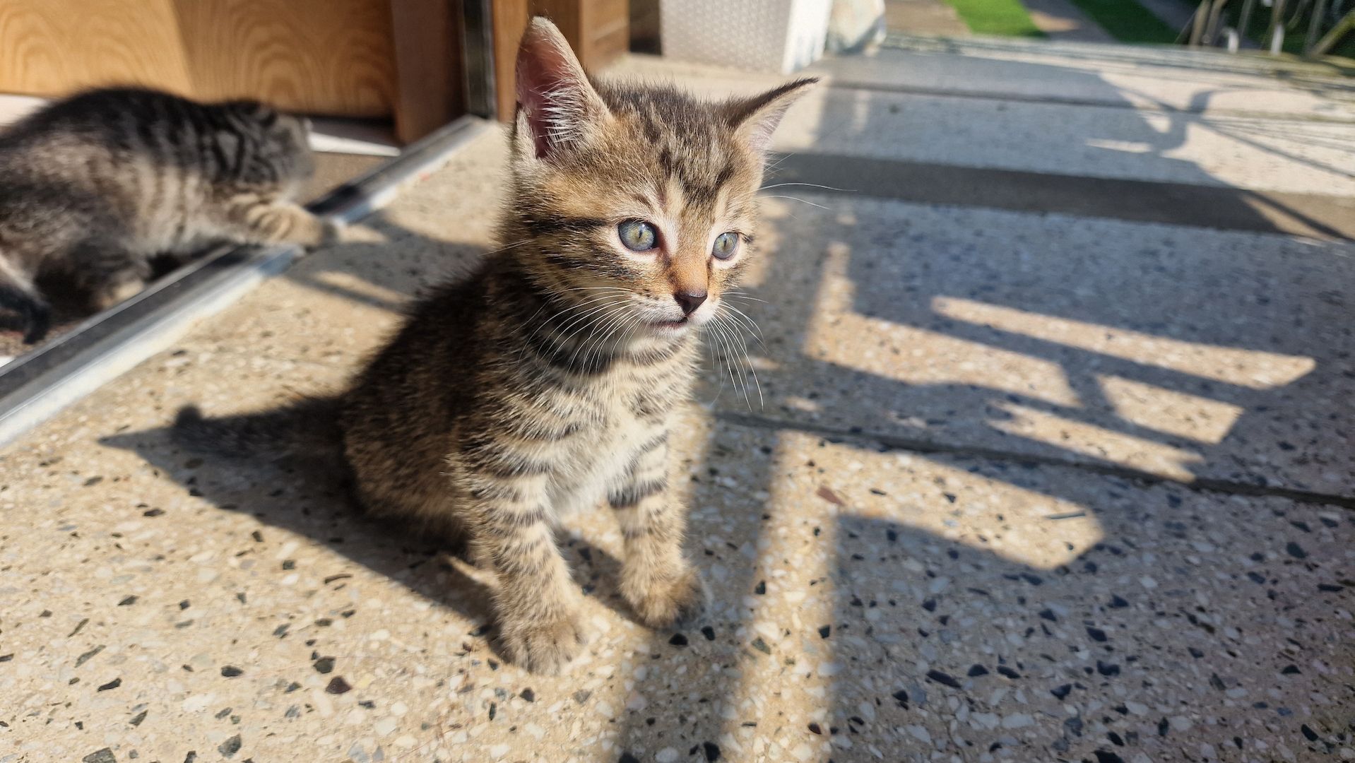 Maikätzchen suchen ein liebevolles zu Hause Maikätzchen suchen ein liebevolles zu Hause