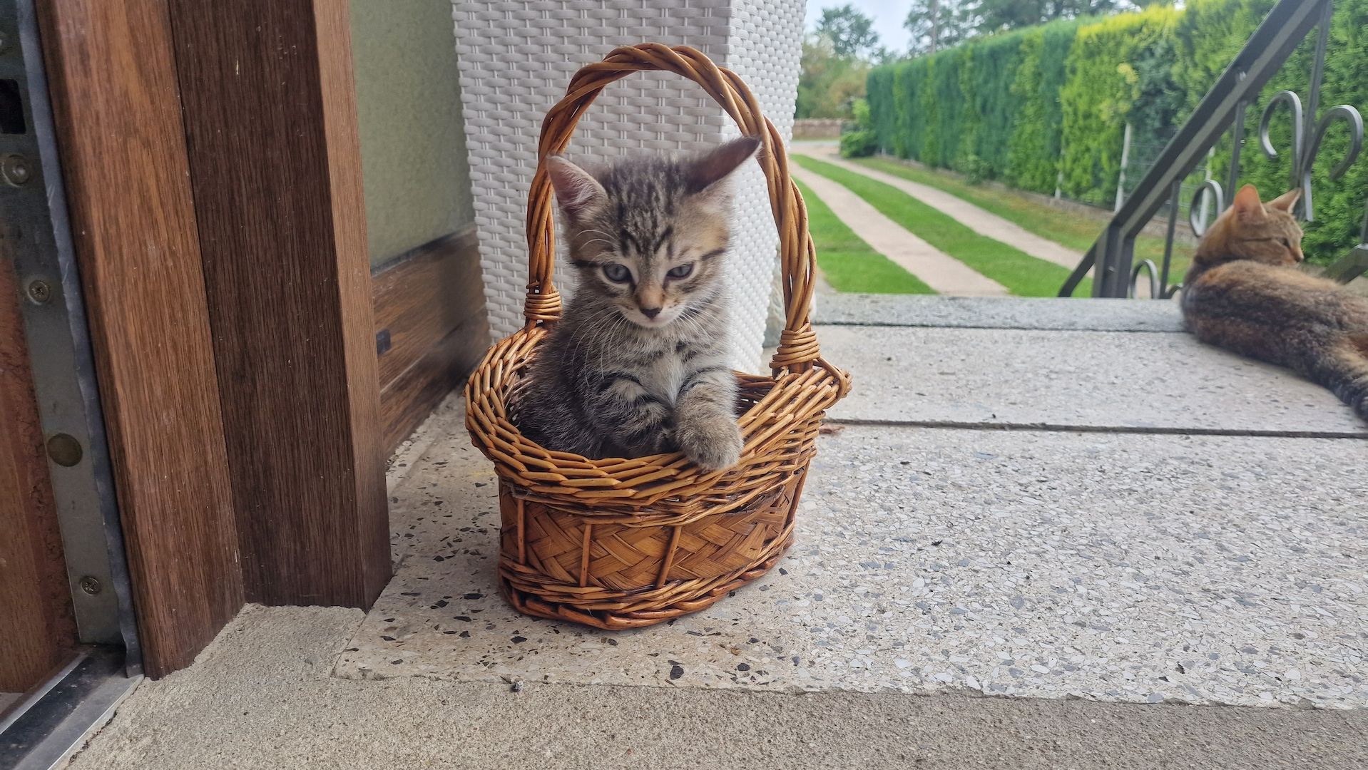 Maikätzchen suchen ein liebevolles zu Hause Maikätzchen suchen ein liebevolles zu Hause