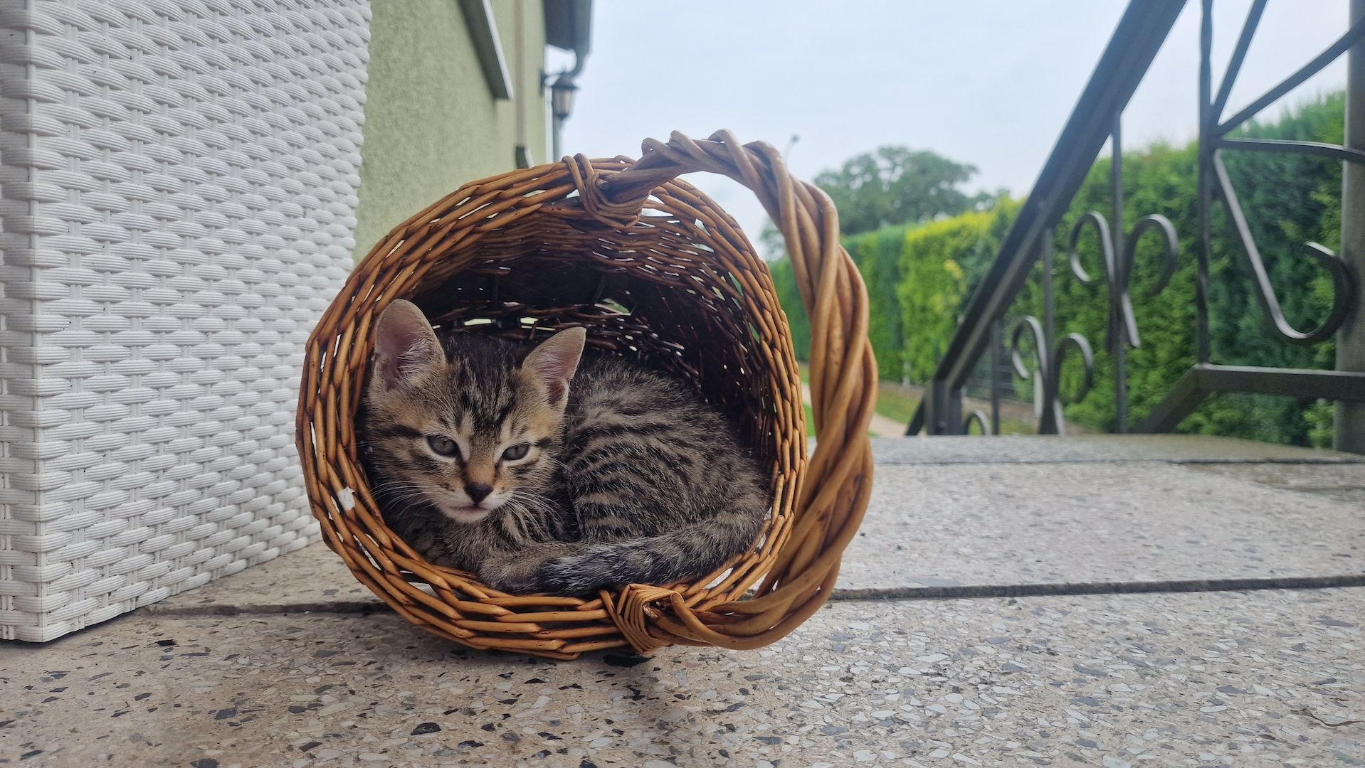 Maikätzchen suchen ein liebevolles zu Hause Maikätzchen suchen ein liebevolles zu Hause