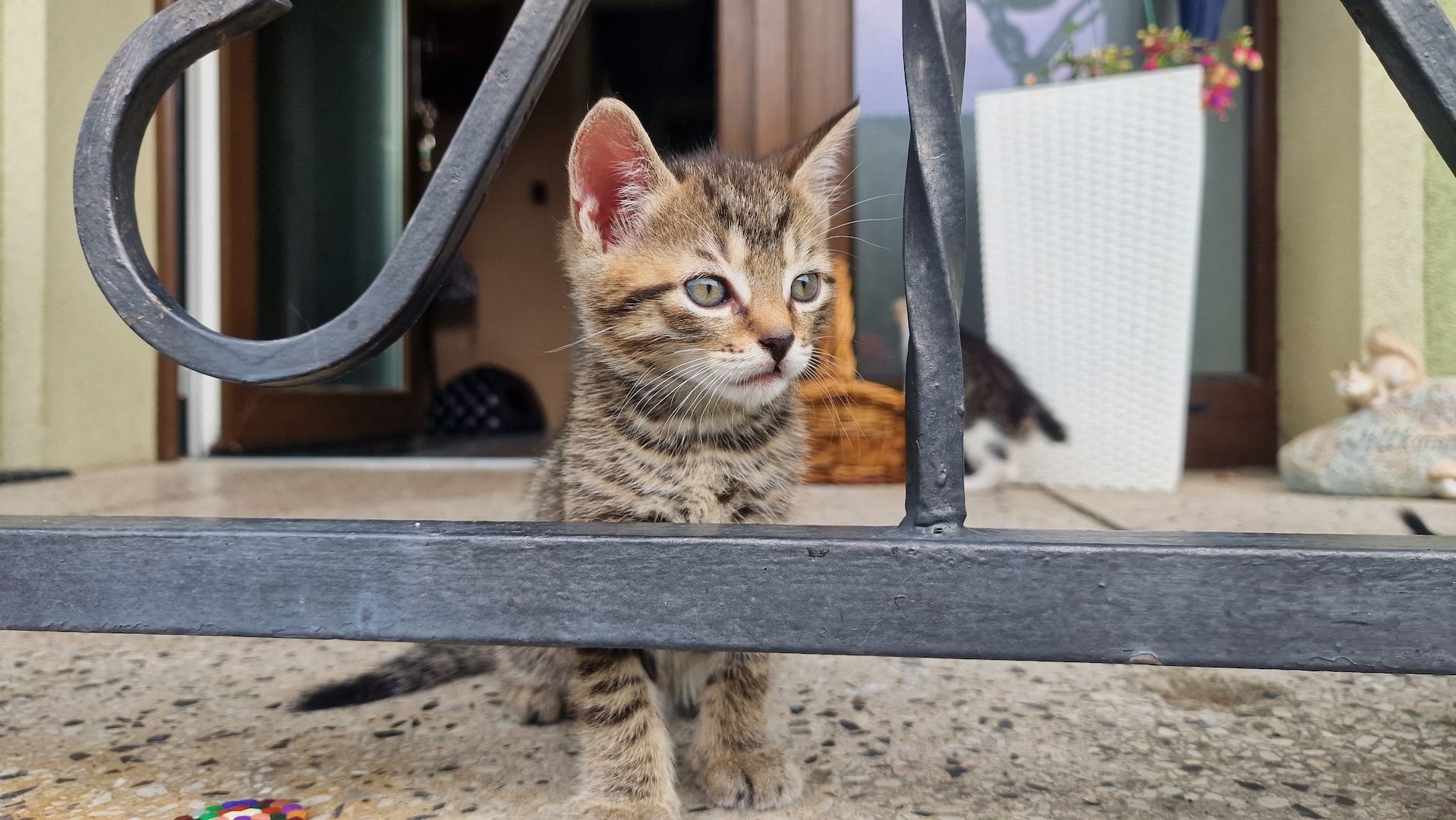 Maikätzchen suchen ein liebevolles zu Hause Maikätzchen suchen ein liebevolles zu Hause