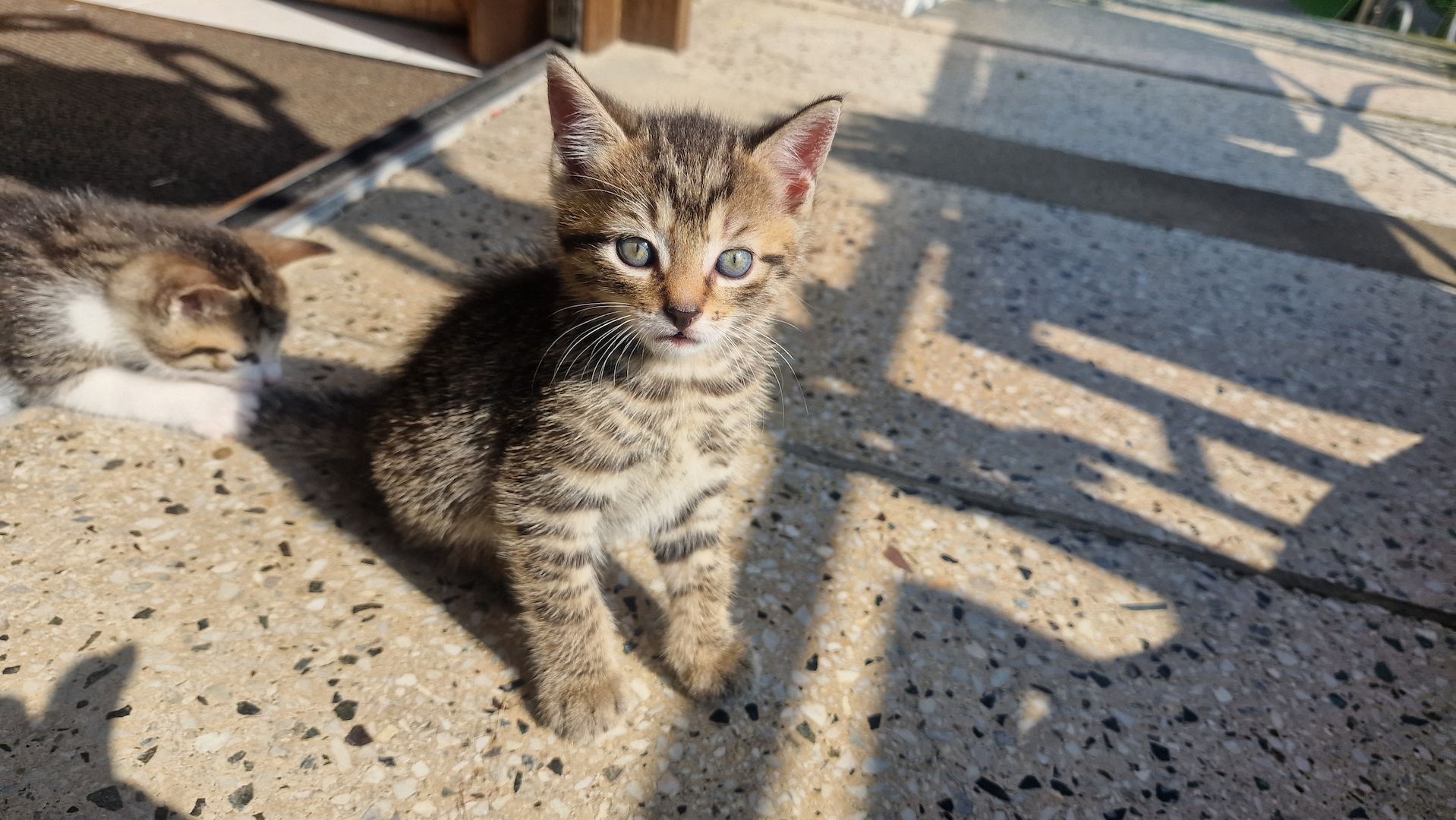 Maikätzchen suchen ein liebevolles zu Hause Maikätzchen suchen ein liebevolles zu Hause