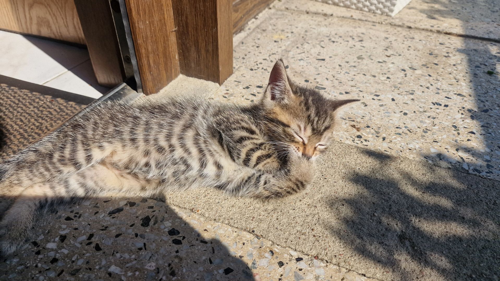 Maikätzchen suchen ein liebevolles zu Hause Maikätzchen suchen ein liebevolles zu Hause