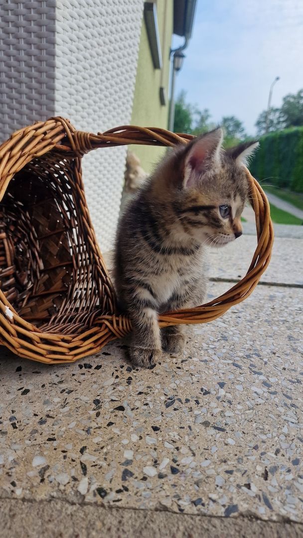 Maikätzchen suchen ein liebevolles zu Hause Maikätzchen suchen ein liebevolles zu Hause