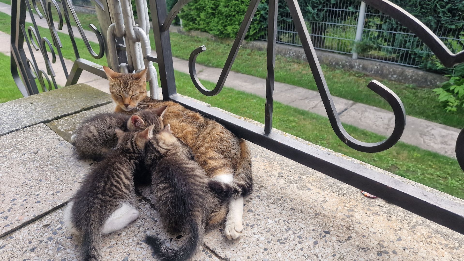 Maikätzchen suchen ein liebevolles zu Hause Maikätzchen suchen ein liebevolles zu Hause