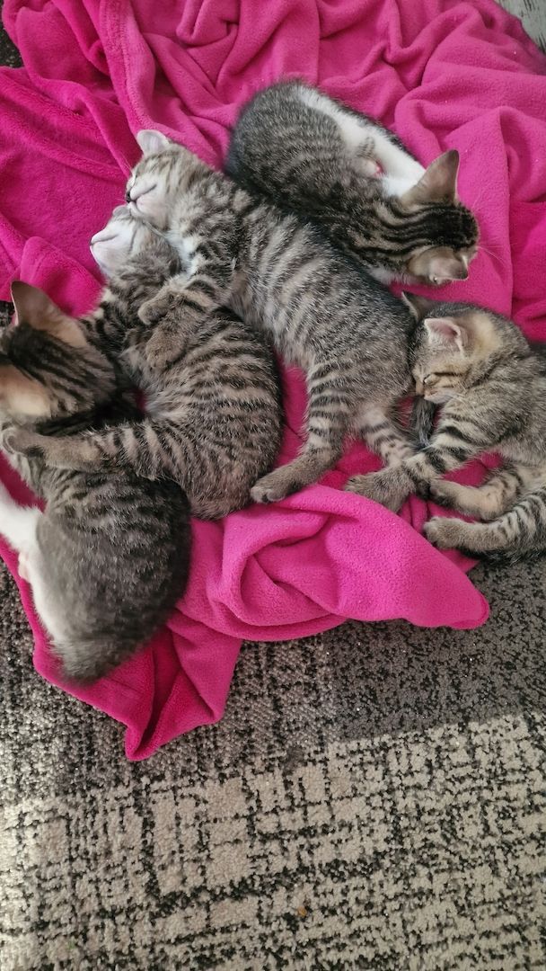 Maikätzchen suchen ein liebevolles zu Hause Maikätzchen suchen ein liebevolles zu Hause