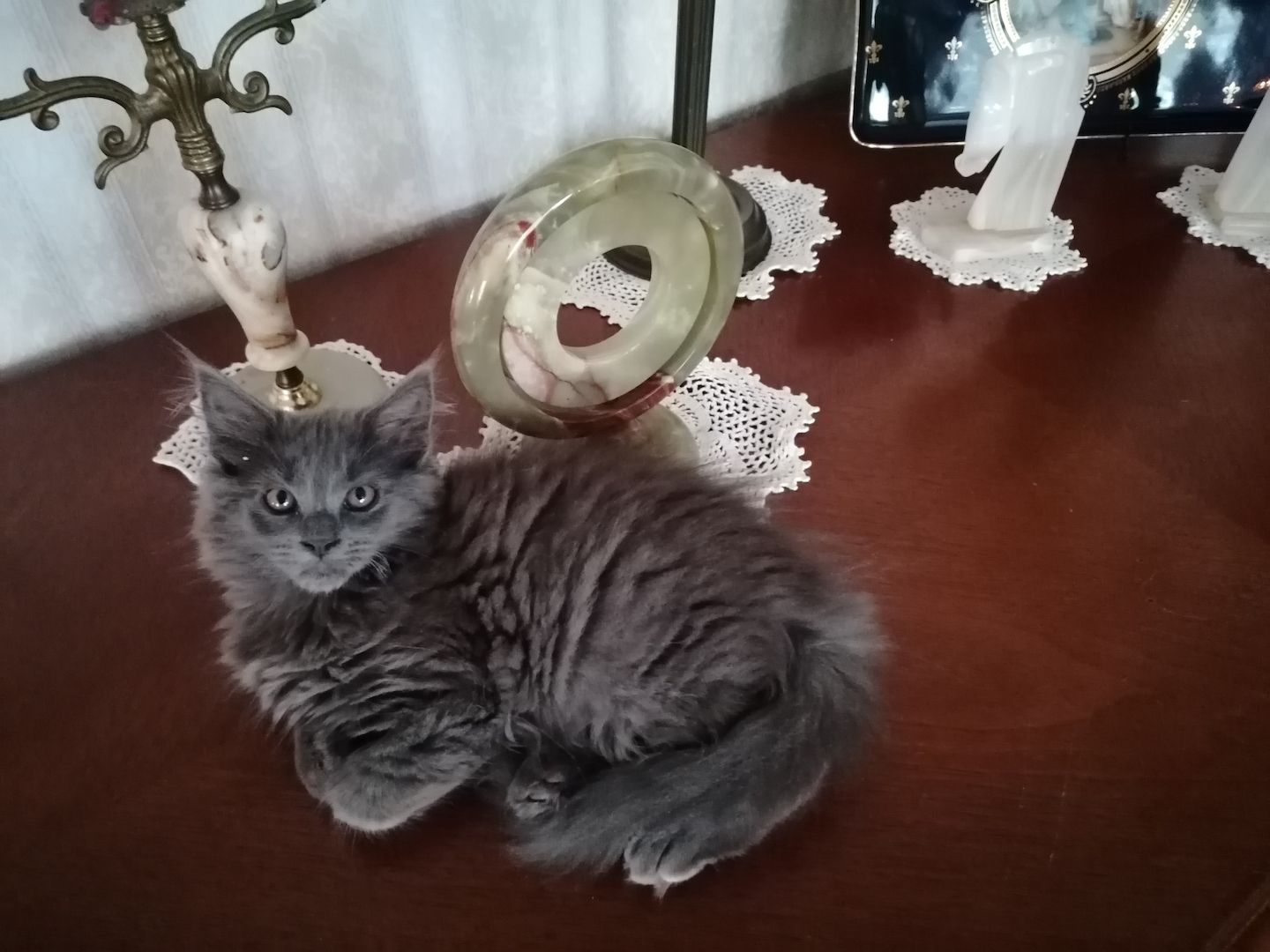 Süße Maine Coon Kitten suchen ab Ende Juli ein neues zu Hause