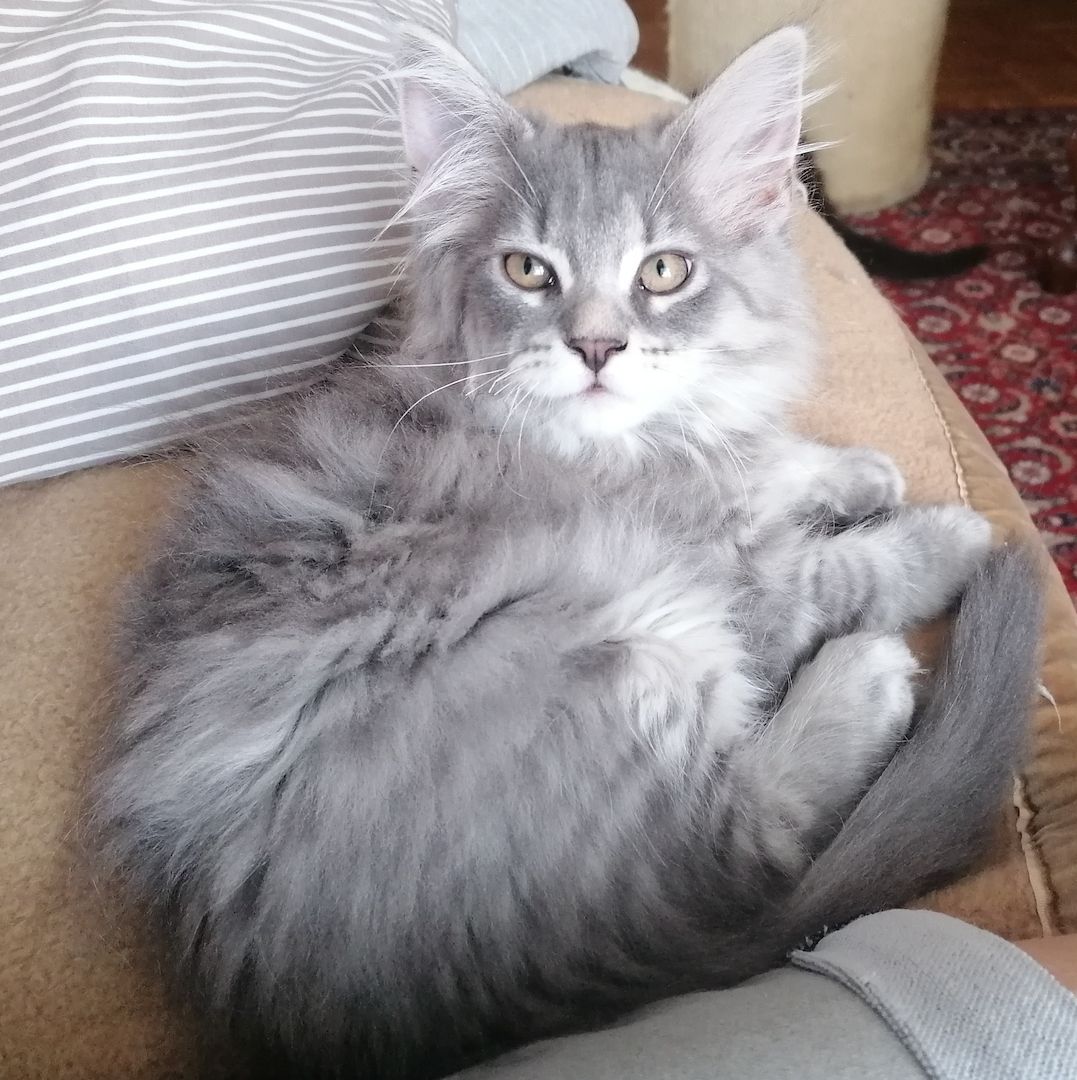 Süße Maine Coon Kitten suchen ab Ende Juli ein neues zu Hause