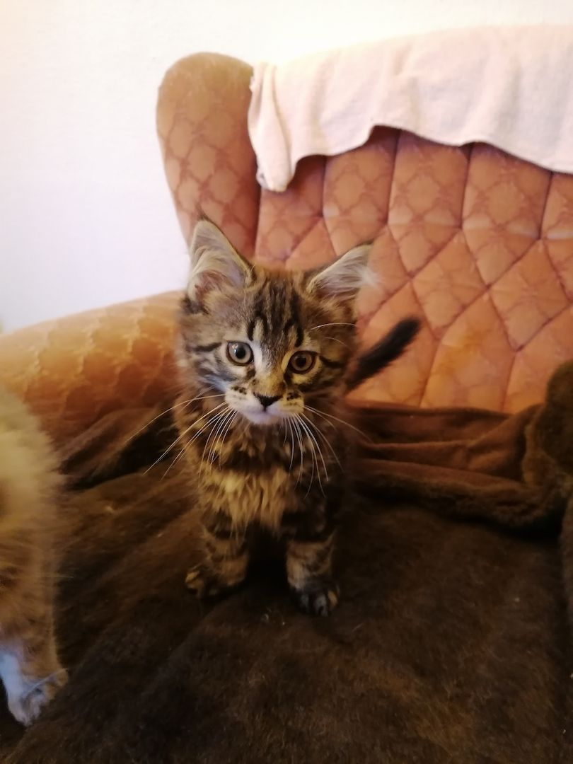Süße Maine Coon Kitten suchen ab Ende Juli ein neues zu Hause