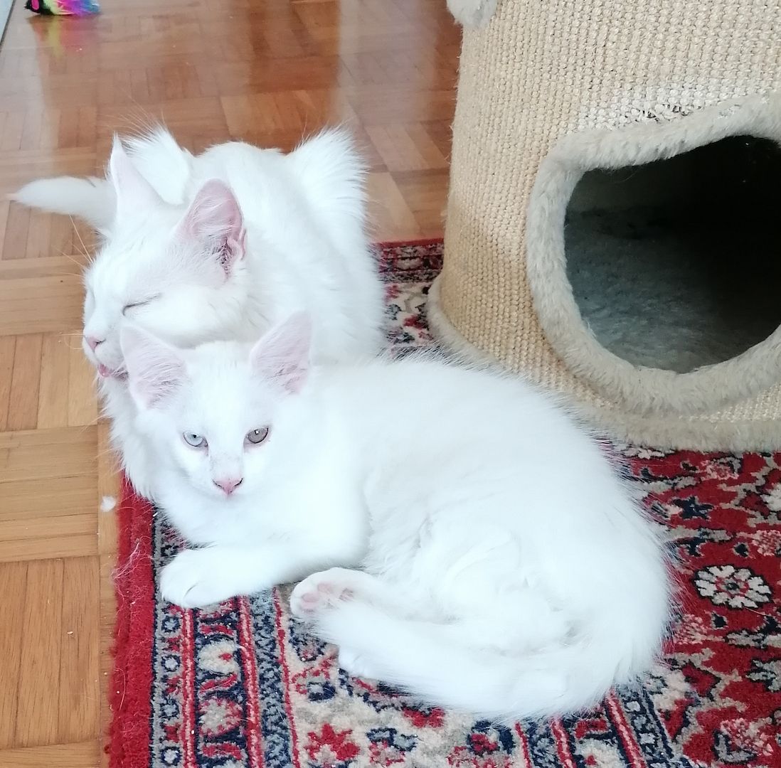 Süße Maine Coon Kitten suchen ab Ende Juli ein neues zu Hause