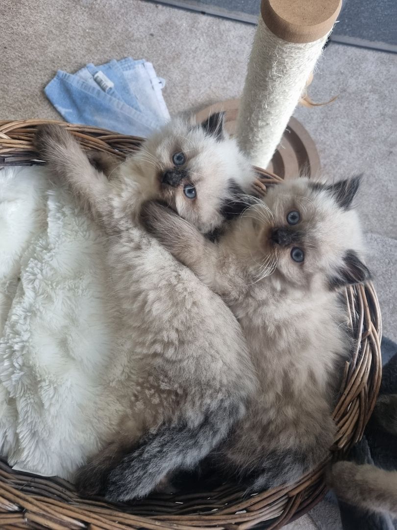 BLH/Ragdoll Kitten suchen ein liebevolles Zuhause