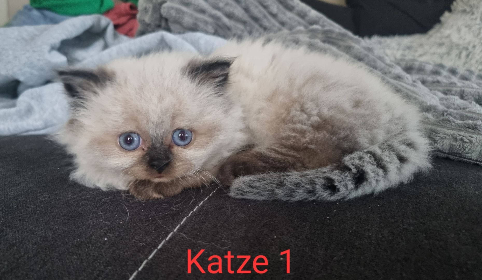 BLH/Ragdoll Kitten suchen ein liebevolles Zuhause