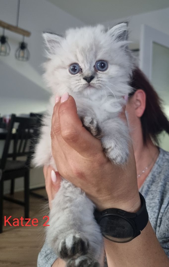 BLH/Ragdoll Kitten suchen ein liebevolles Zuhause