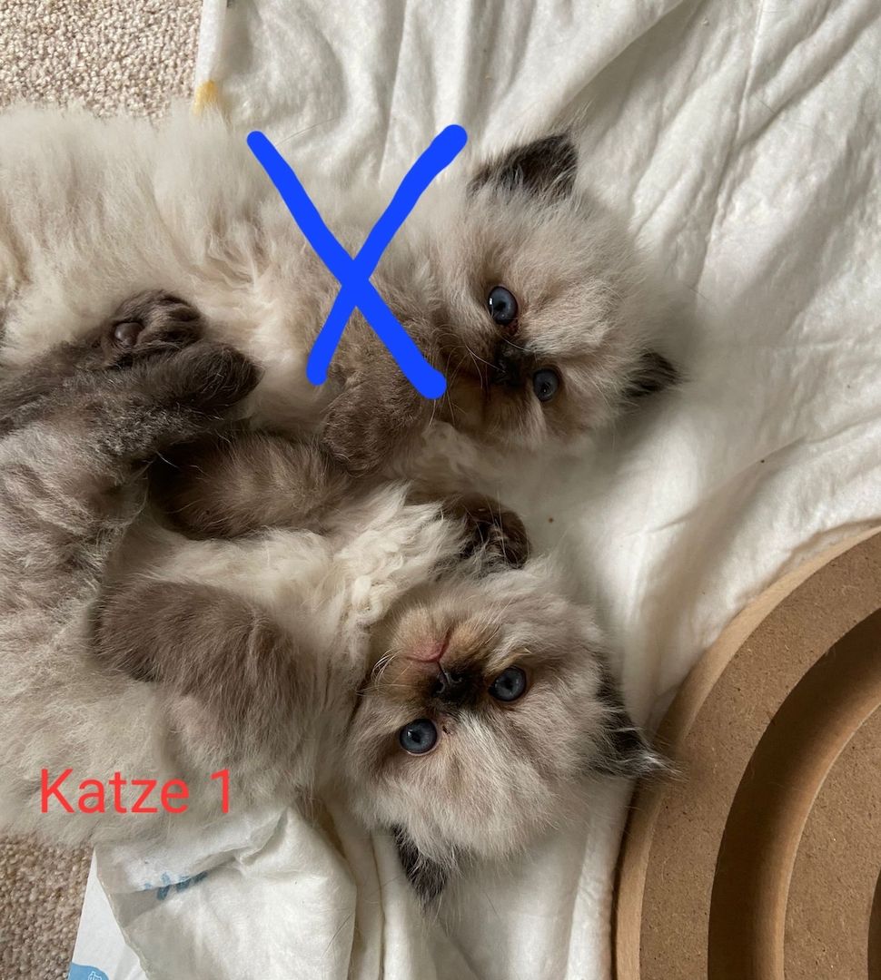 BLH/Ragdoll Kitten suchen ein liebevolles Zuhause