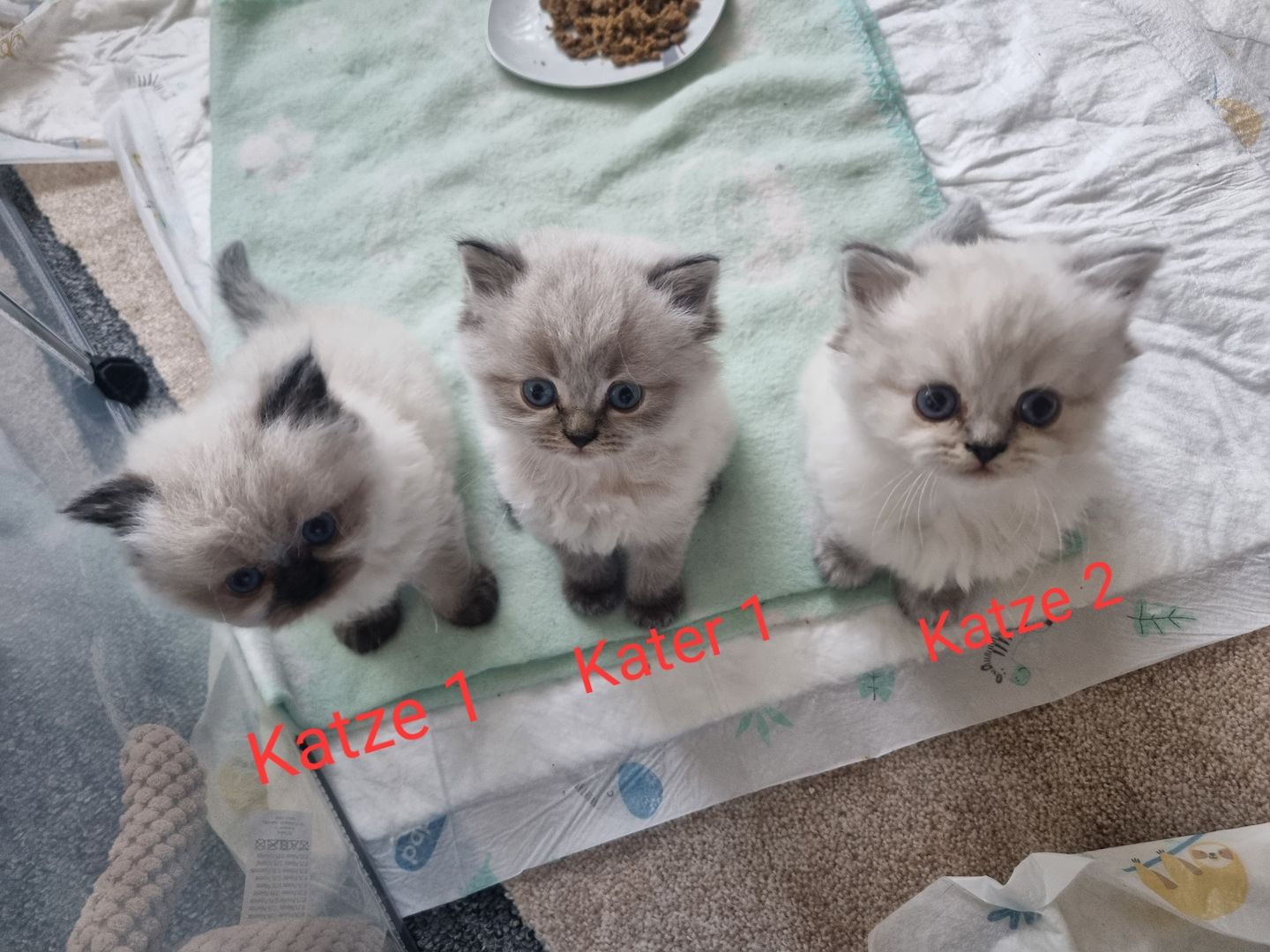 BLH/Ragdoll Kitten suchen ein liebevolles Zuhause