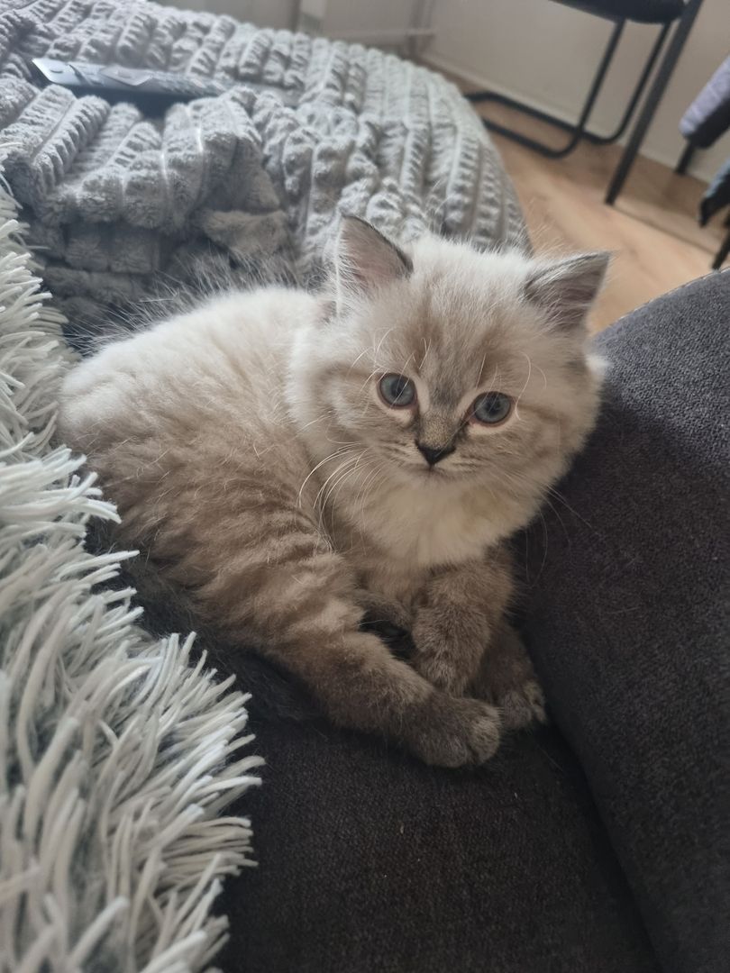 BLH/Ragdoll Kitten suchen ein liebevolles Zuhause