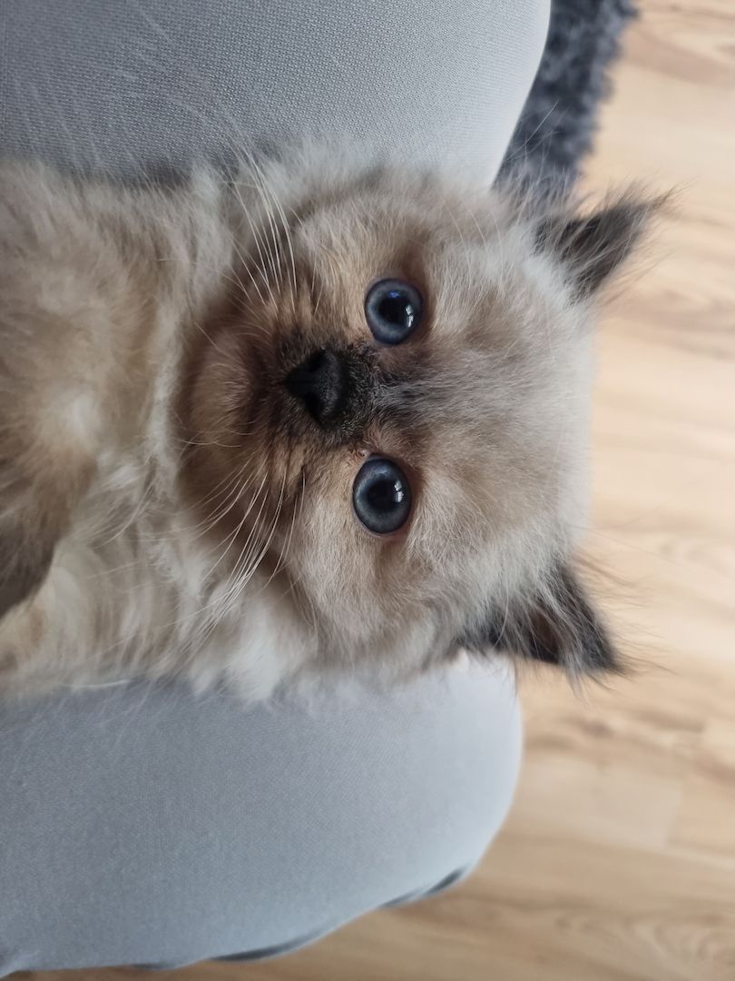 BLH/Ragdoll Kitten suchen ein liebevolles Zuhause