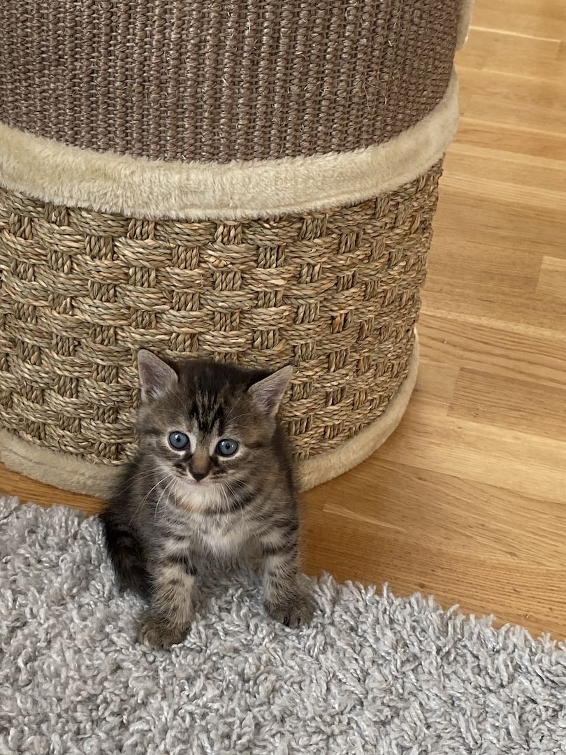 Katzenbabys#baby katzen#kitten