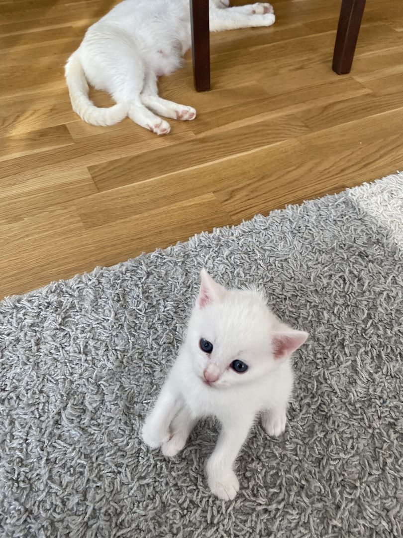 Katzenbabys#baby katzen#kitten