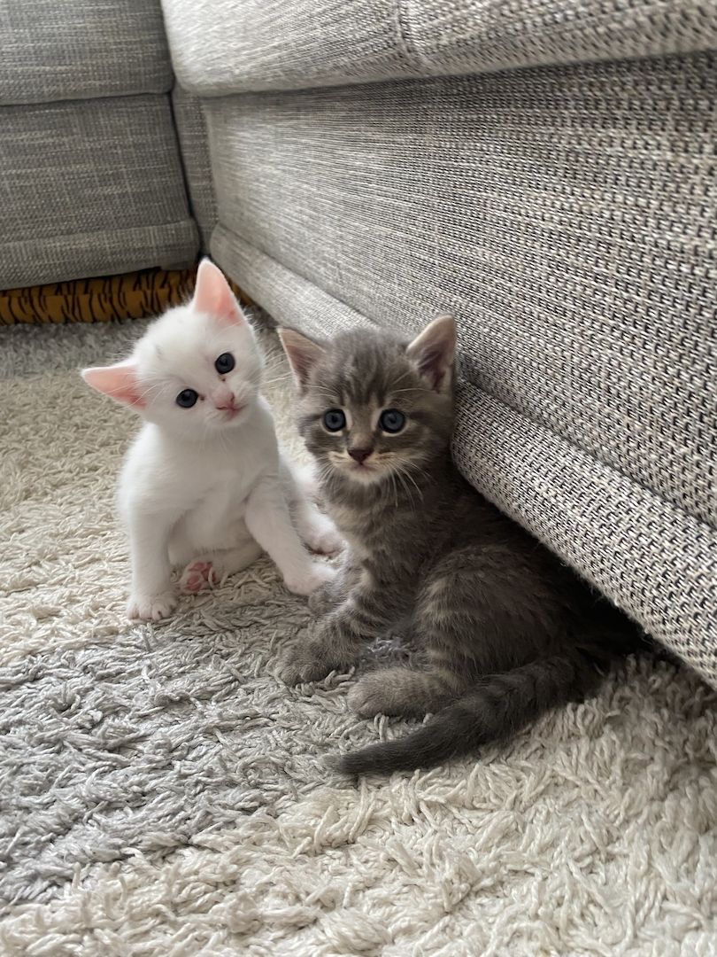 Katzenbabys#baby katzen#kitten