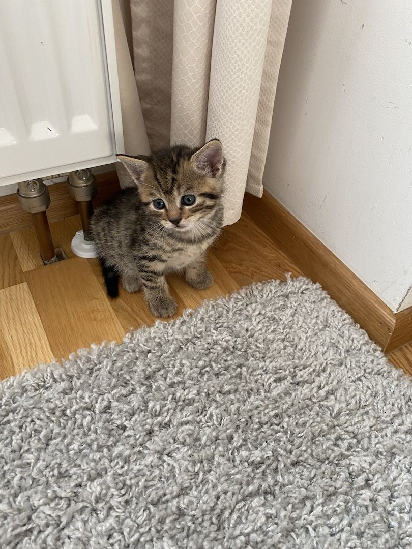 Katzenbabys#baby katzen#kitten