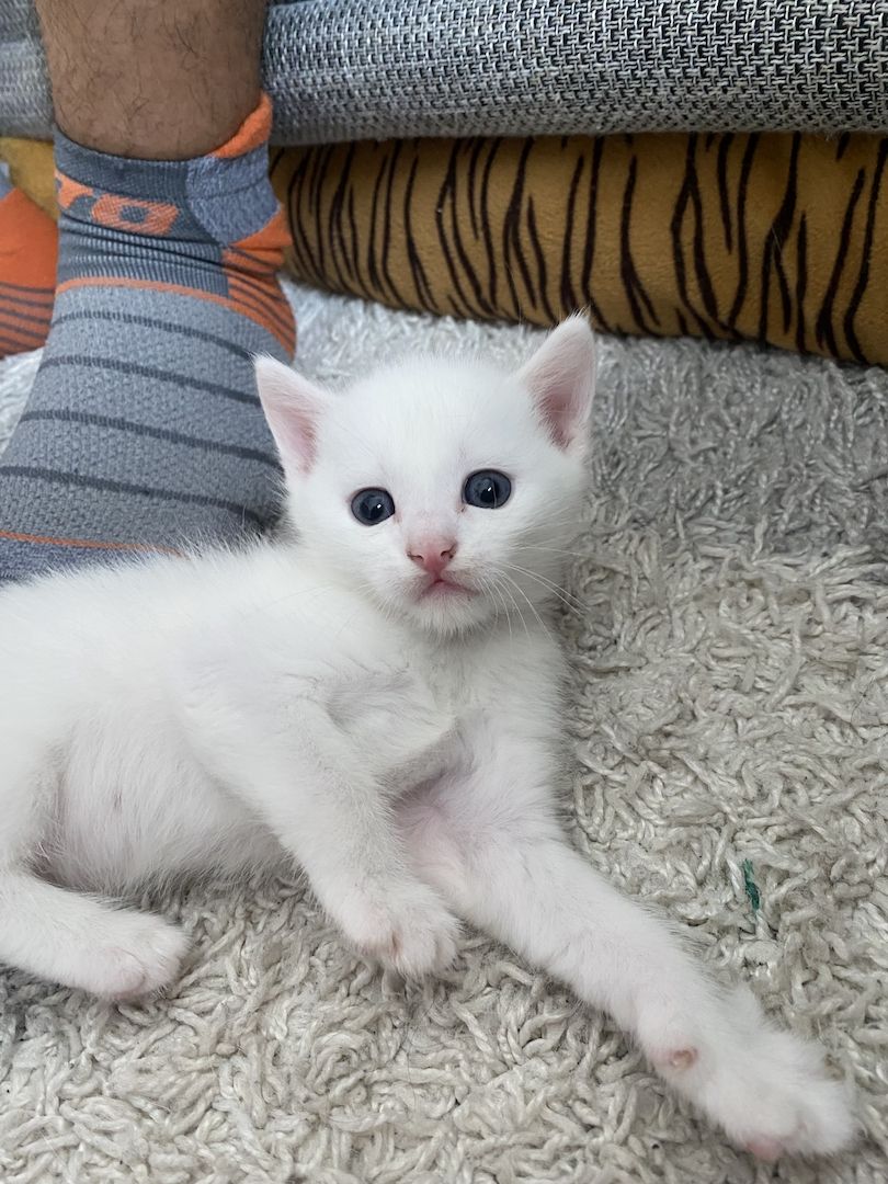 Katzenbabys#baby katzen#kitten