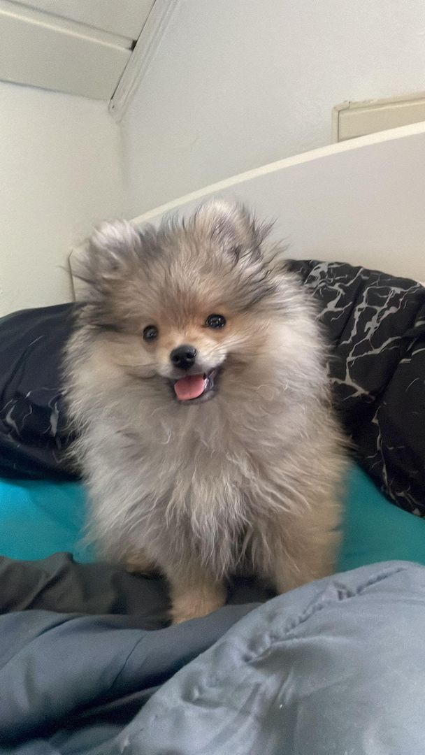 Pomeranian Welpe 16 Wochen