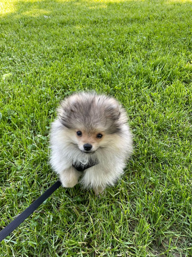 Pomeranian Welpe 16 Wochen