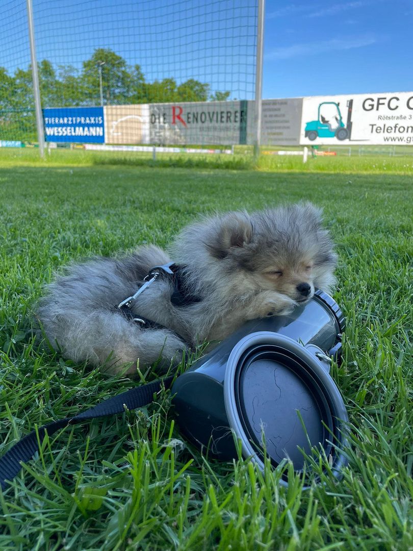 Pomeranian Welpe 16 Wochen