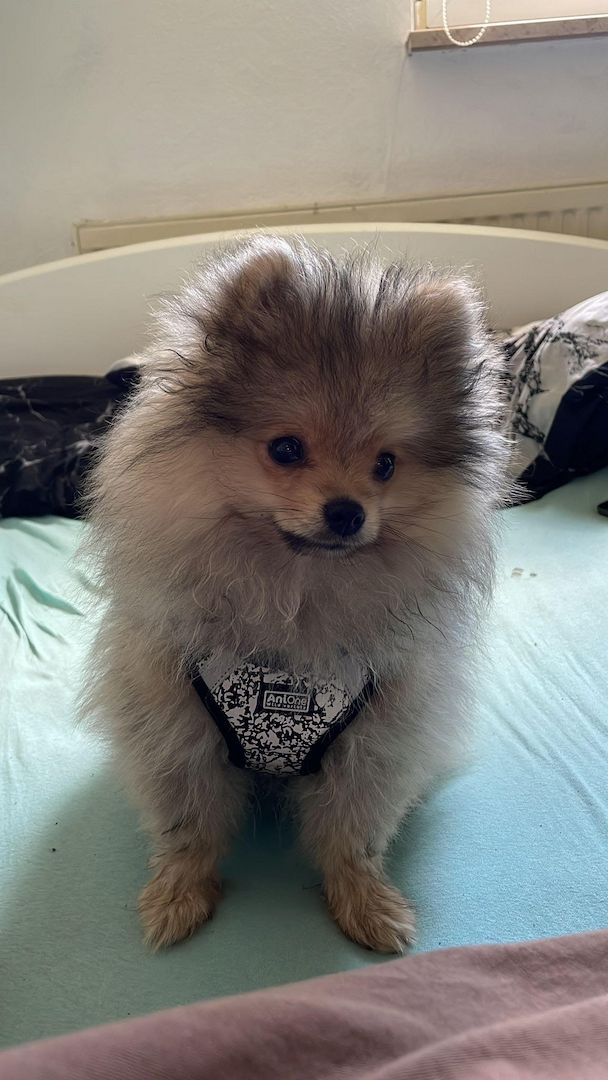 Pomeranian Welpe 16 Wochen