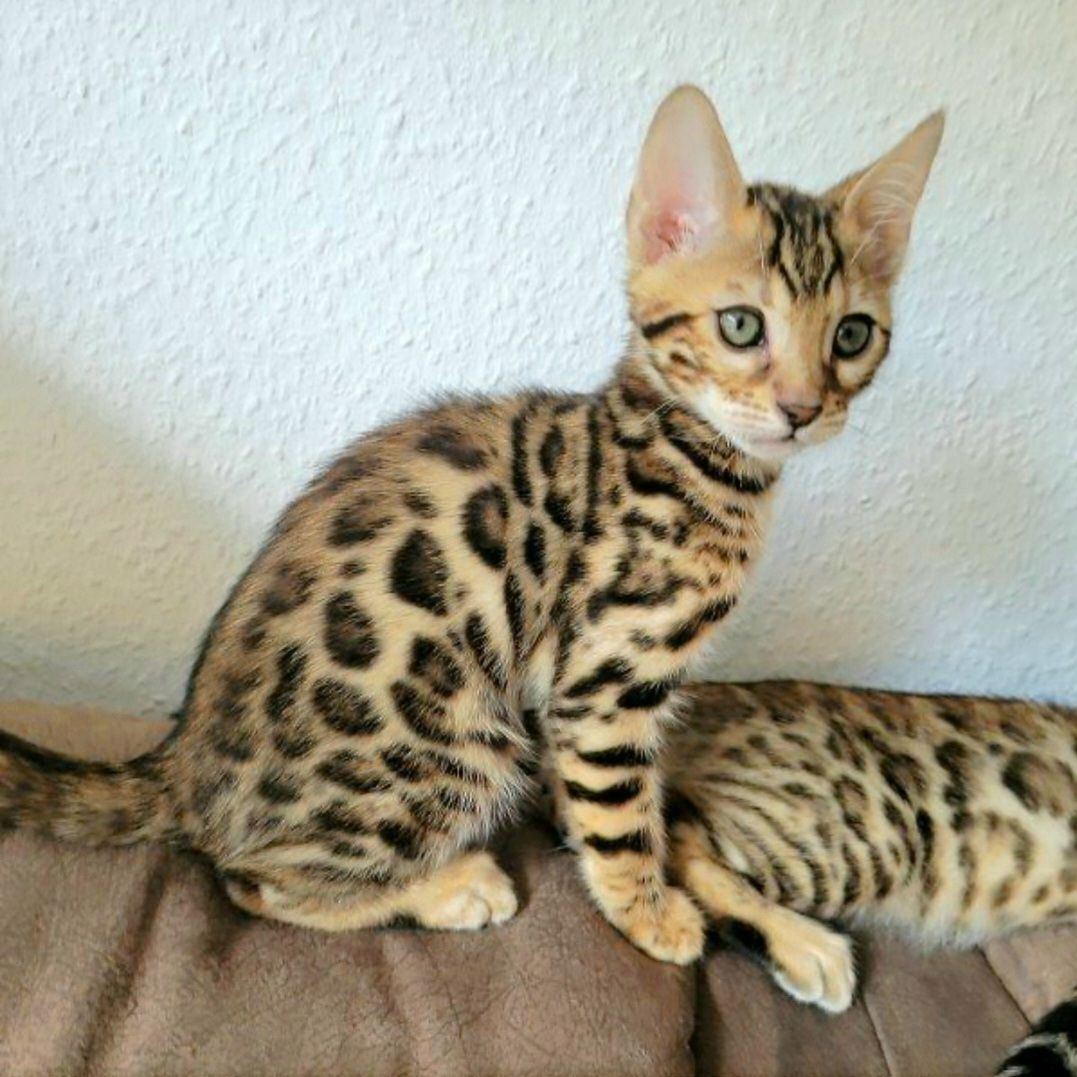 Süße Reinrassige Bengal Kitten