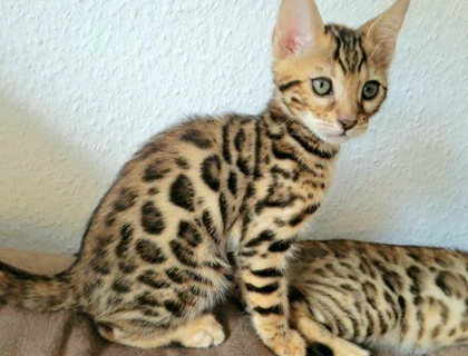 Süße Reinrassige Bengal Kitten