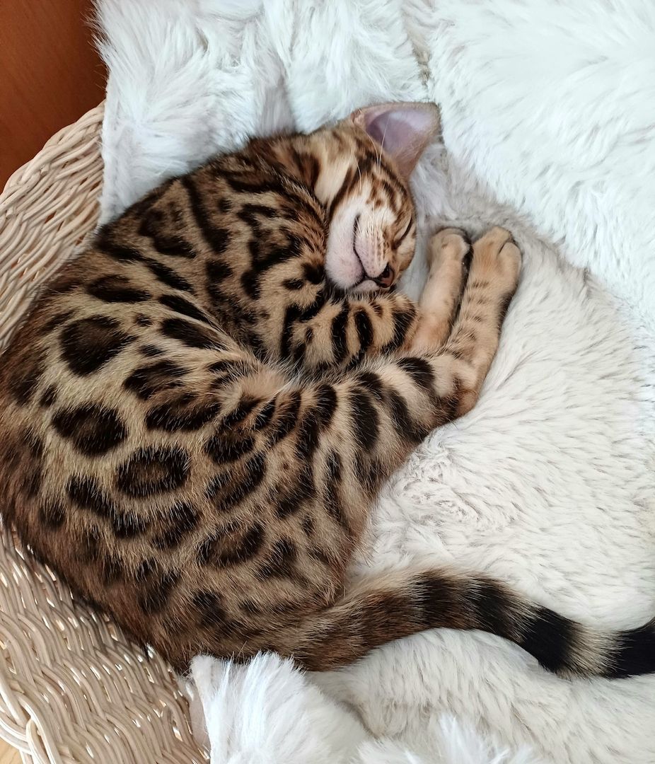 Süße Reinrassige Bengal Kitten