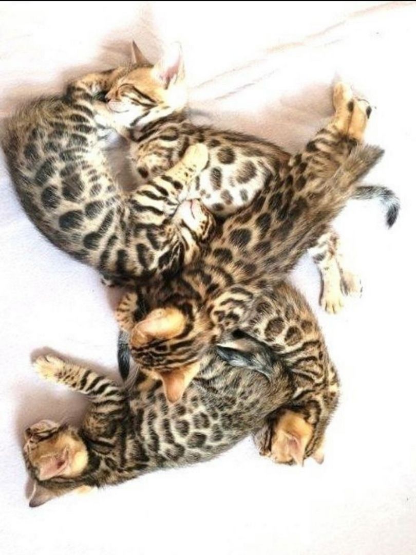 Süße Reinrassige Bengal Kitten