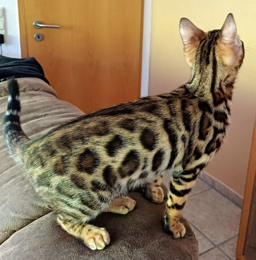 Süße Reinrassige Bengal Kitten