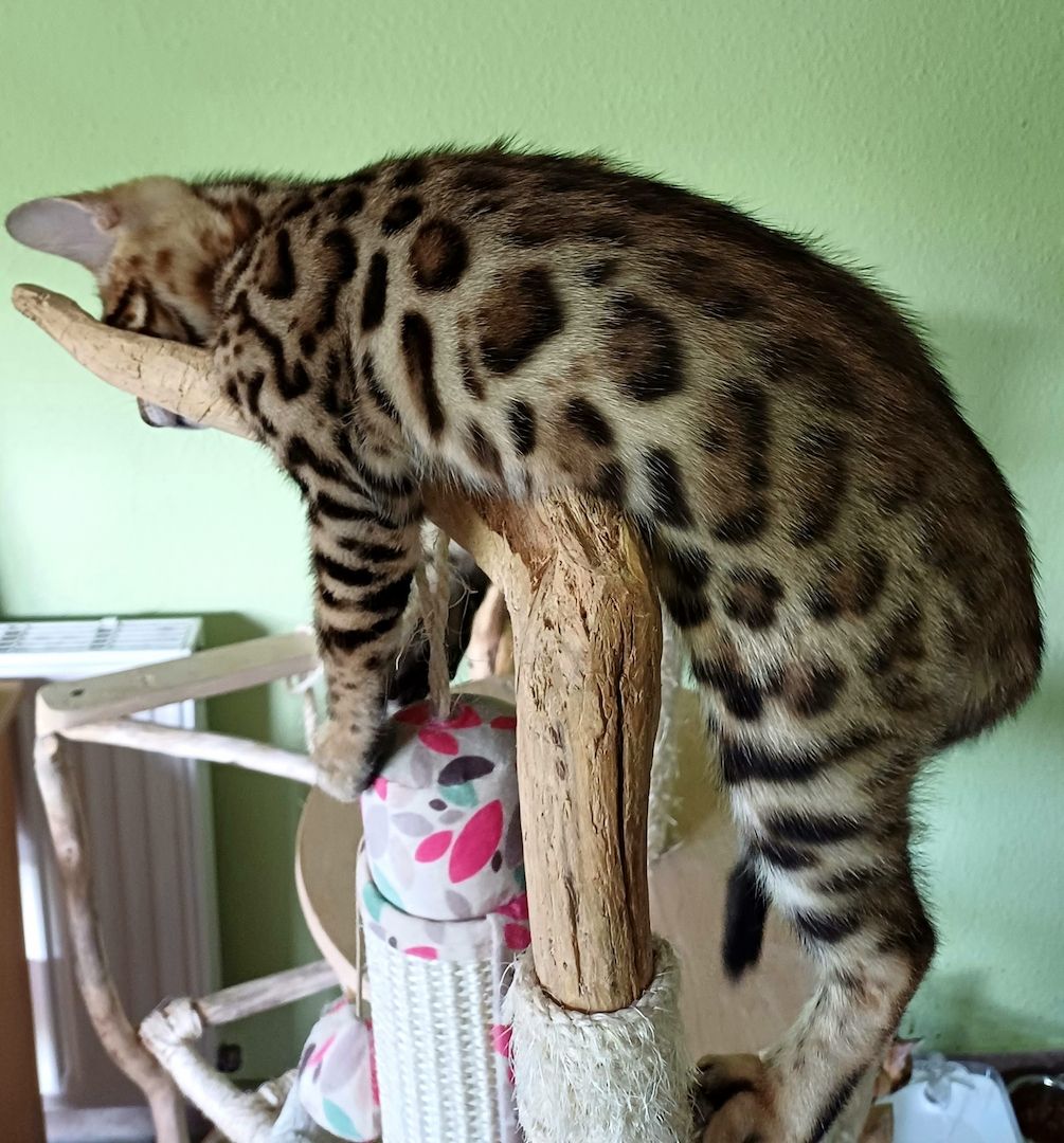 Süße Reinrassige Bengal Kitten