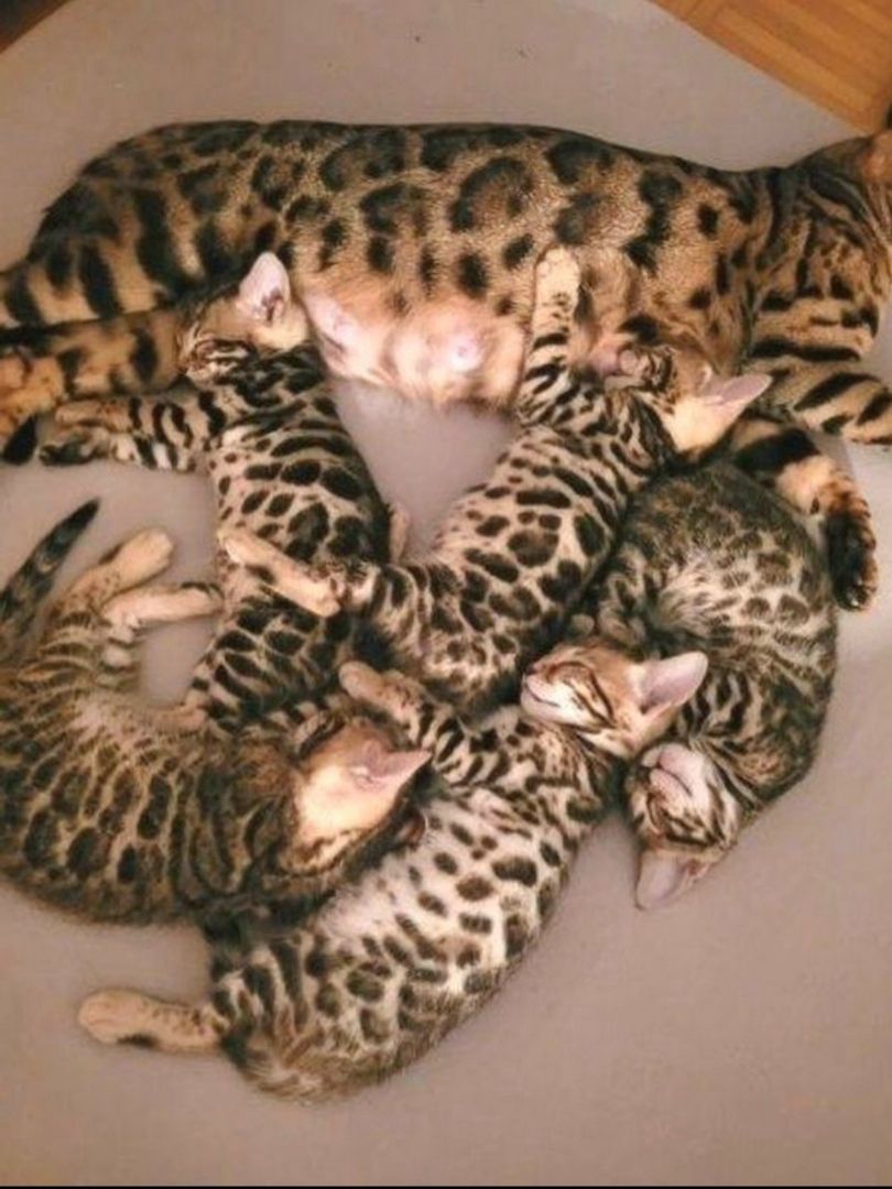 Süße Reinrassige Bengal Kitten