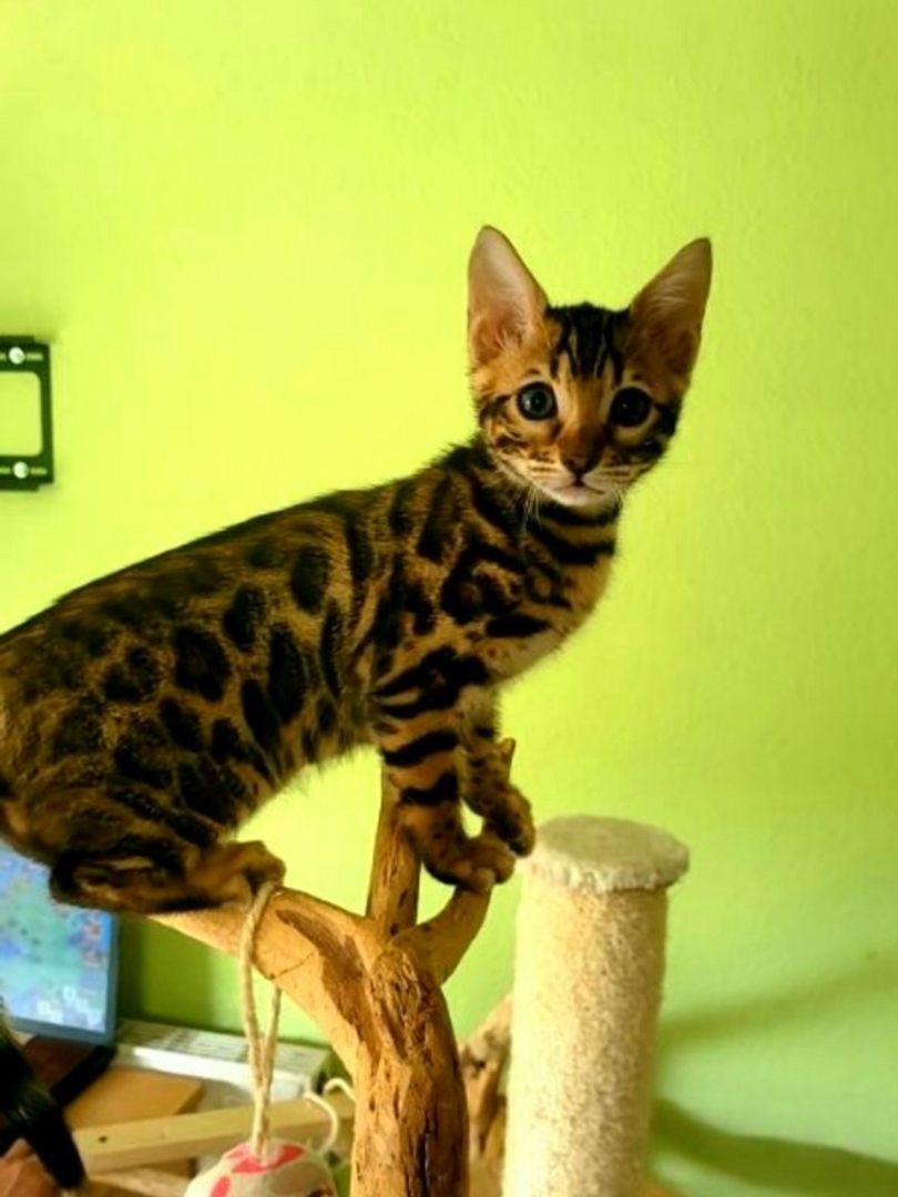 Tolle Reinrassige Bengal Mädchen