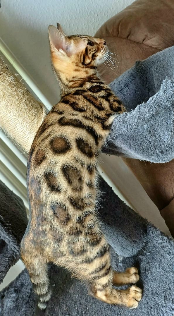 Tolle Reinrassige Bengal Mädchen