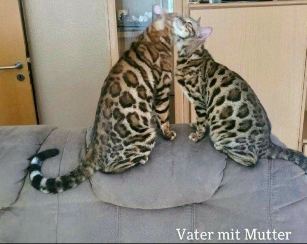 Tolle Reinrassige Bengal Mädchen