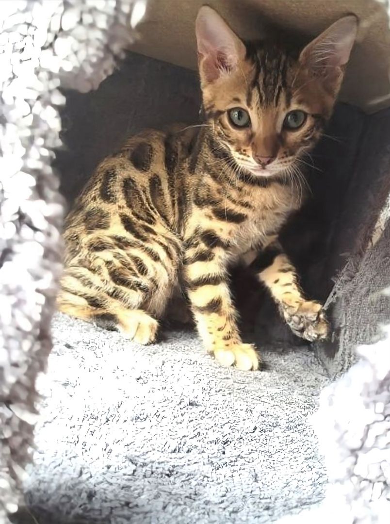 Tolle Reinrassige Bengal Mädchen