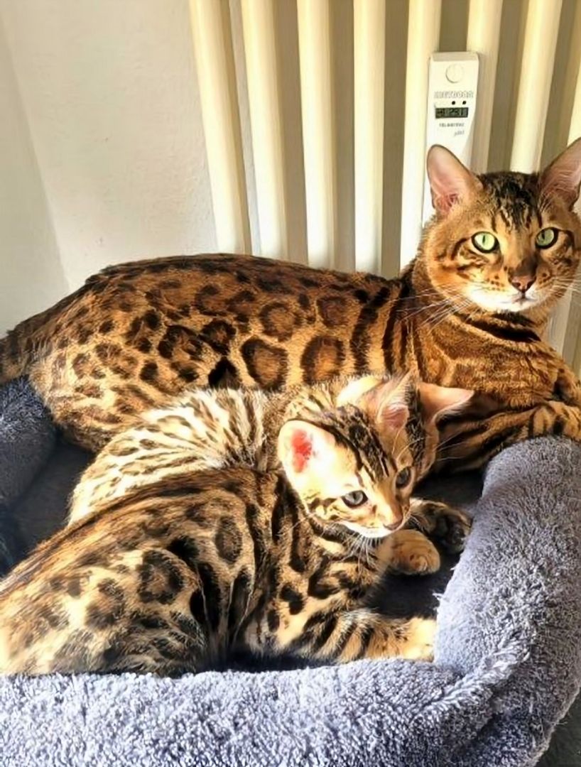 Tolle Reinrassige Bengal Mädchen