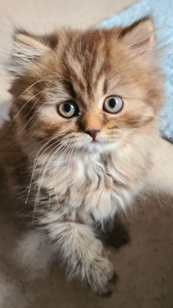 süße BRITISCH LANGHAAR Schnuten