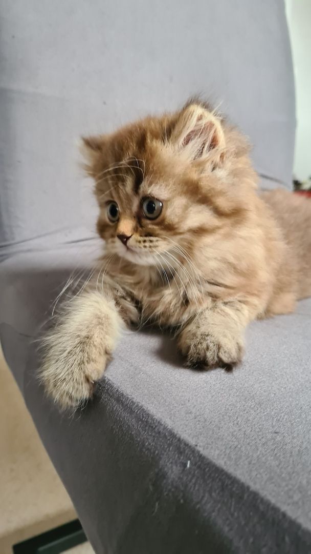 süße BRITISCH LANGHAAR Schnuten