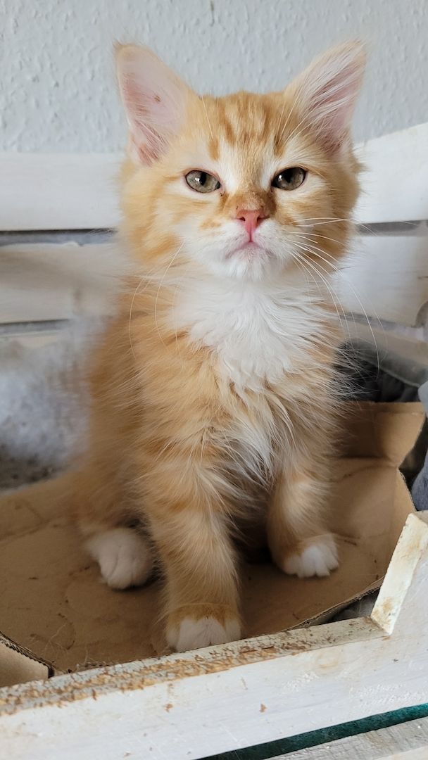 Kuschelbärchen suchen Dosenöffner ( Neva Masquarade )