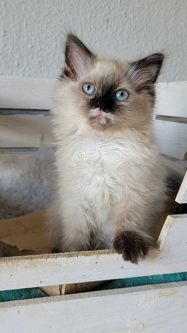 Kuschelbärchen suchen Dosenöffner ( Neva Masquarade )