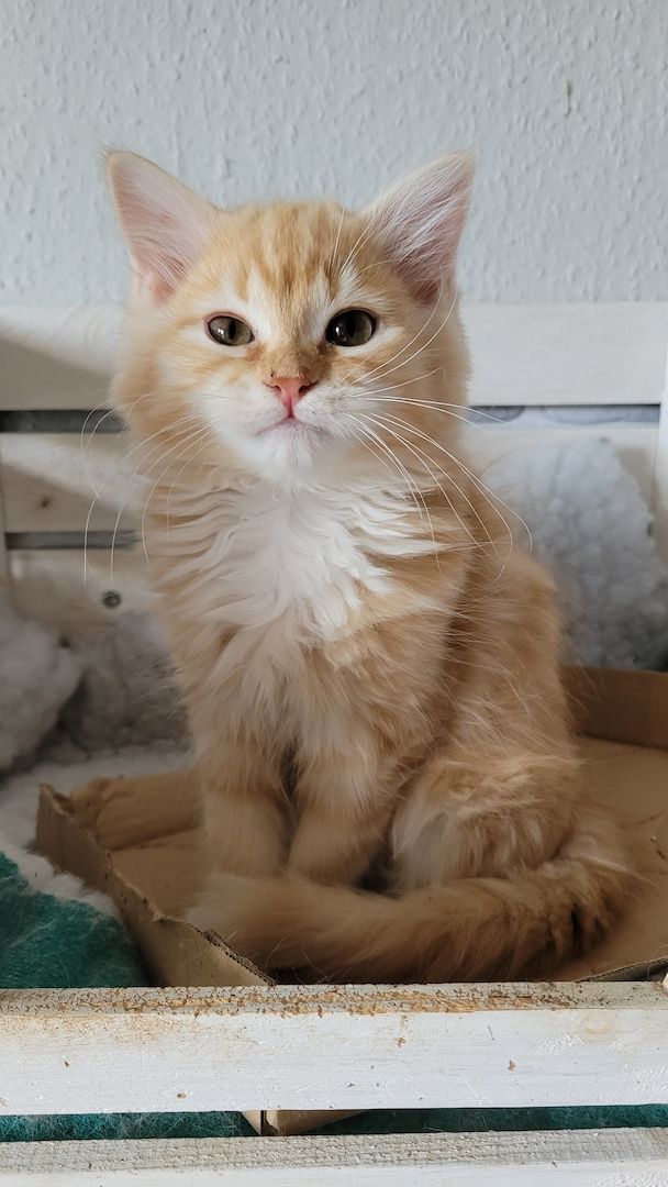 Kuschelbärchen suchen Dosenöffner ( Neva Masquarade )