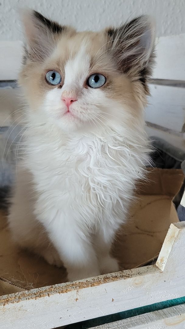 Kuschelbärchen suchen Dosenöffner ( Neva Masquarade )