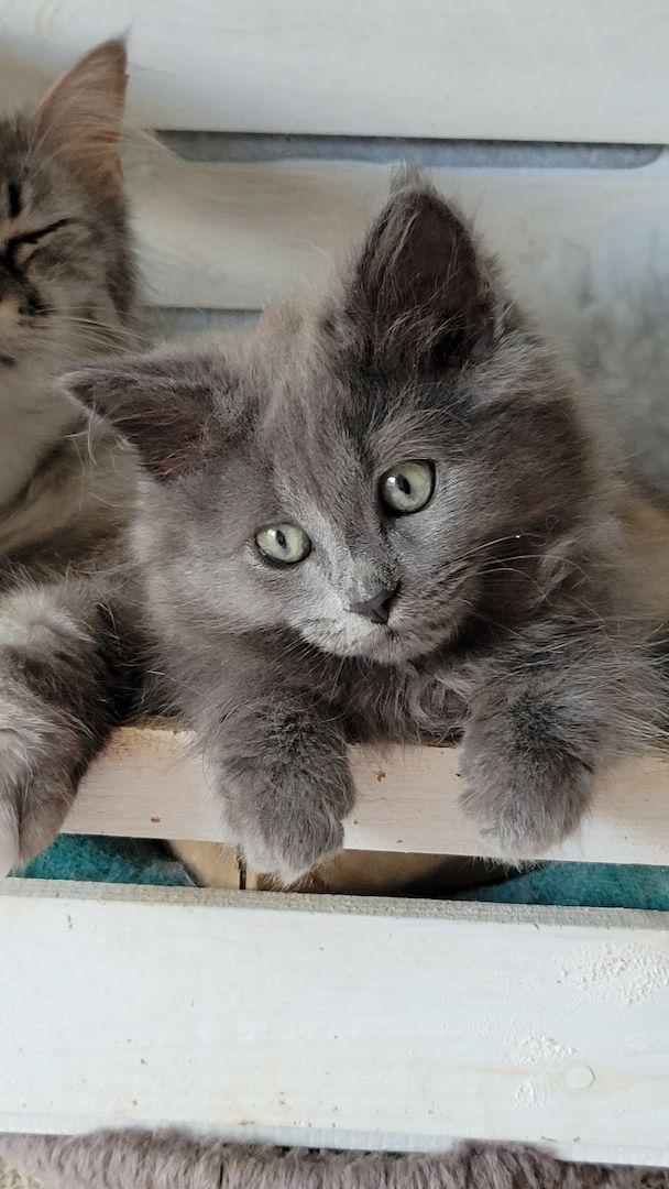 Kuschelbärchen suchen Dosenöffner ( Neva Masquarade )