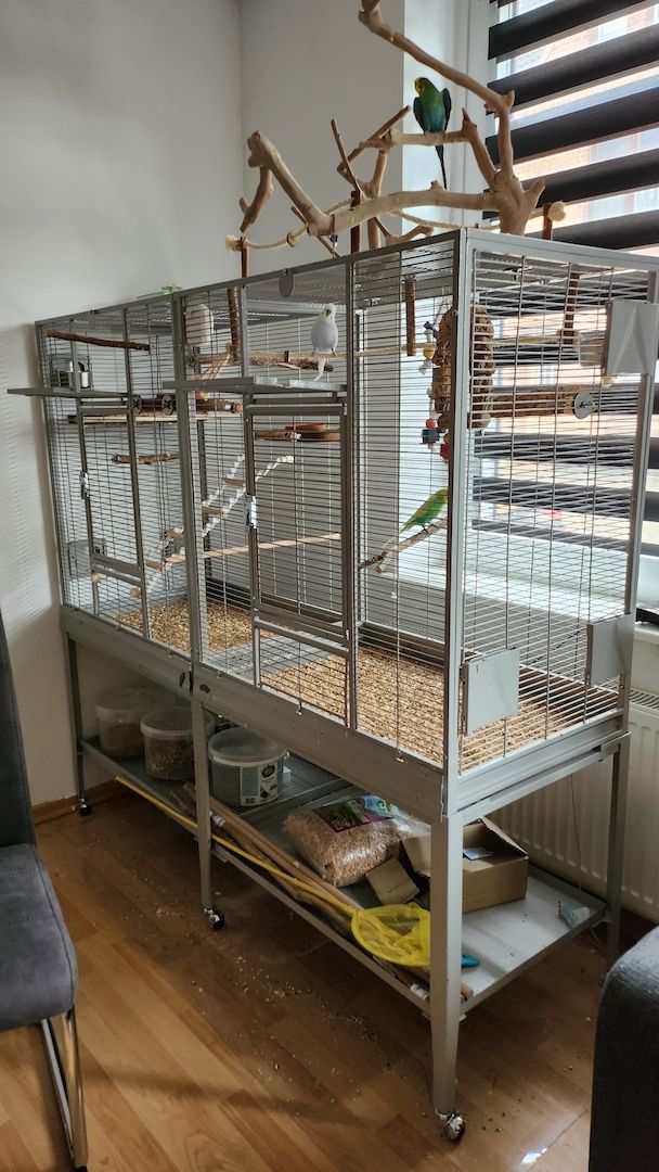 Vogelfamilie sucht neues Zuhause